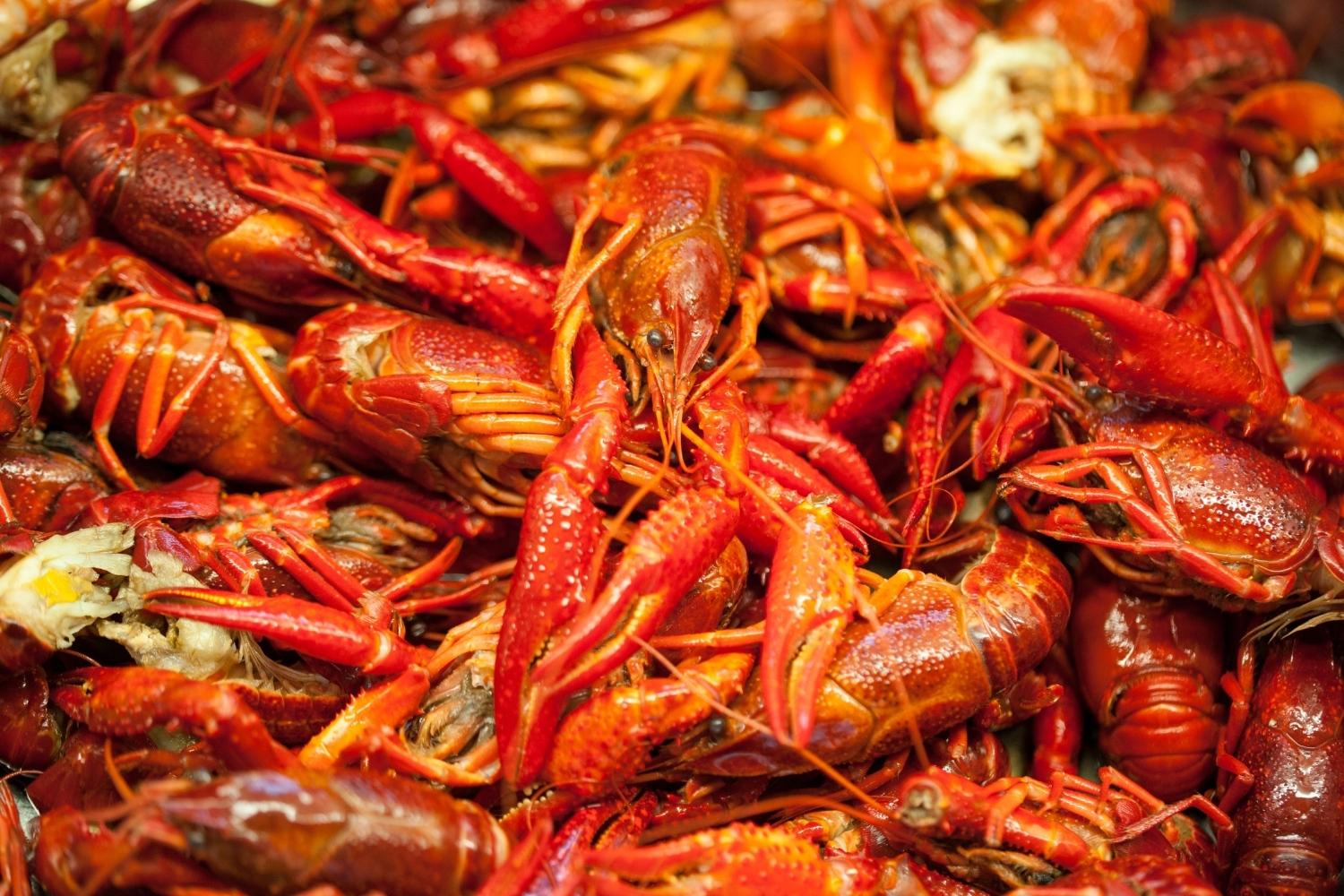 Piles of cooked red spicy crayfish as seafood buffet food at CHINA BUFFET, a Buffet Restaurant in Jacksonville